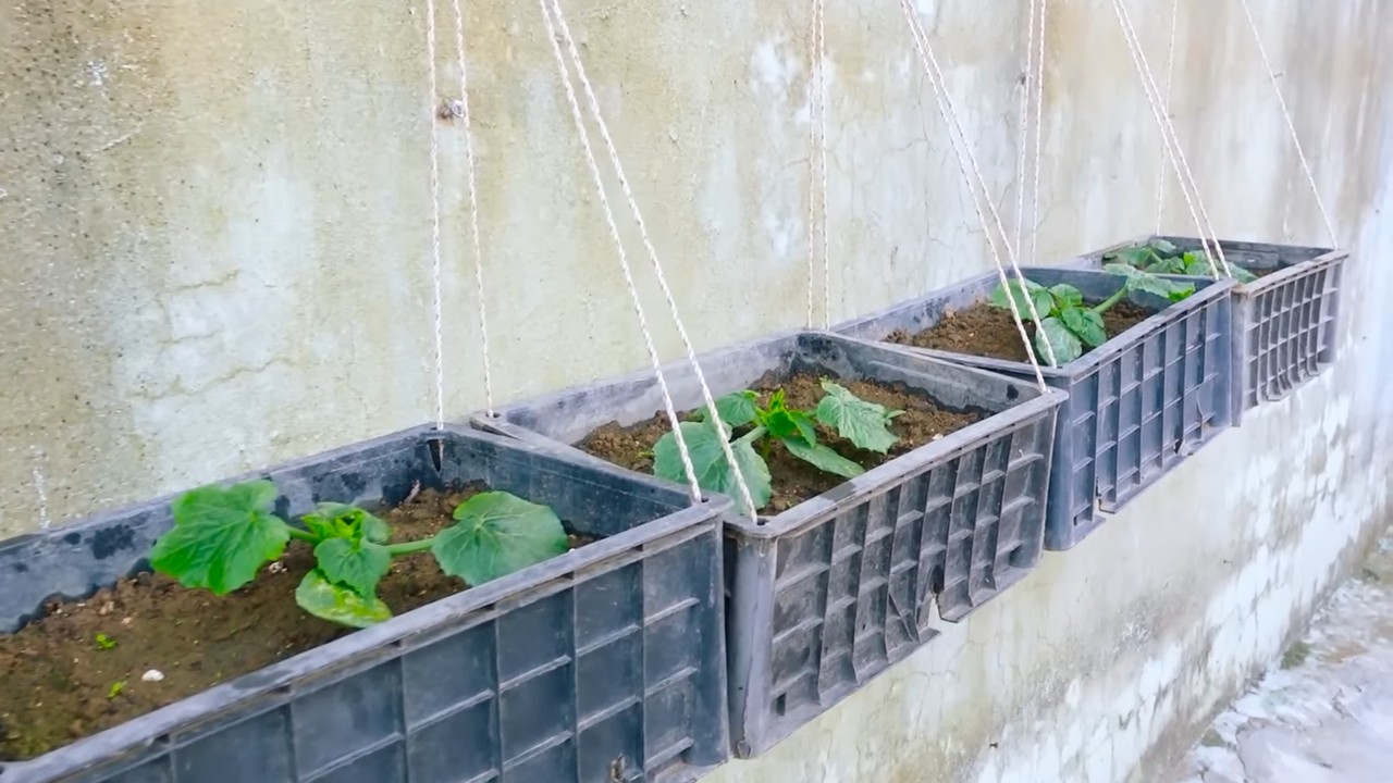 Zucchini Anbau im Garten