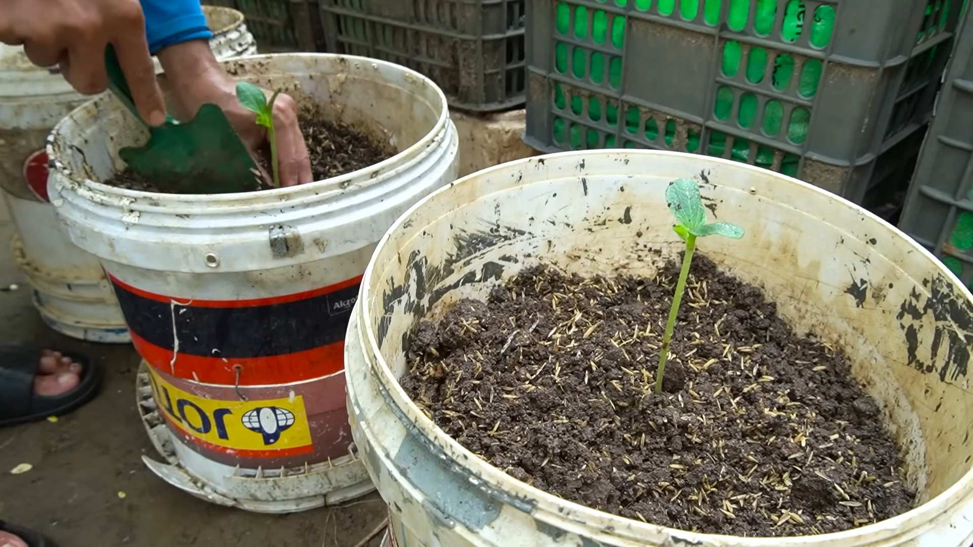 Zucchini anbauen große Früchte