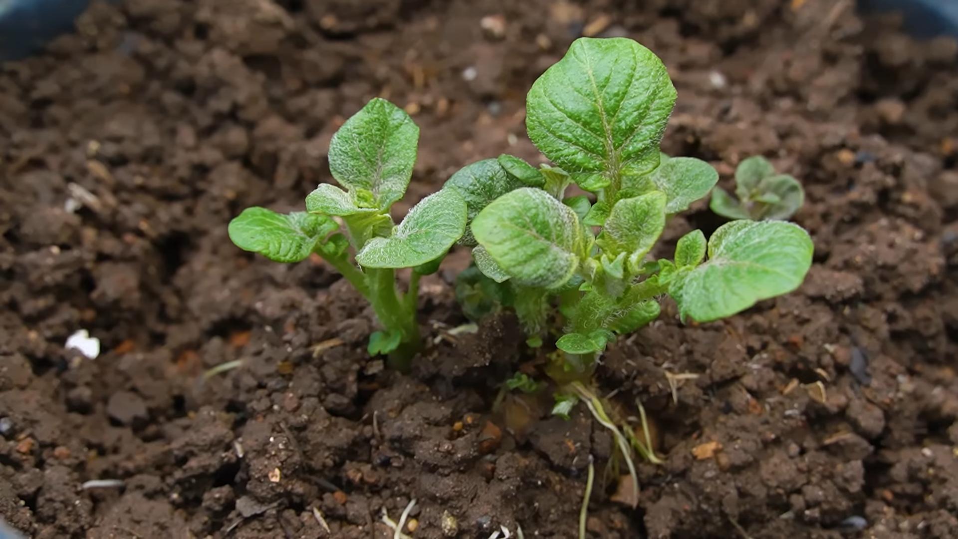Kartoffeln anbauen ohne Garten
