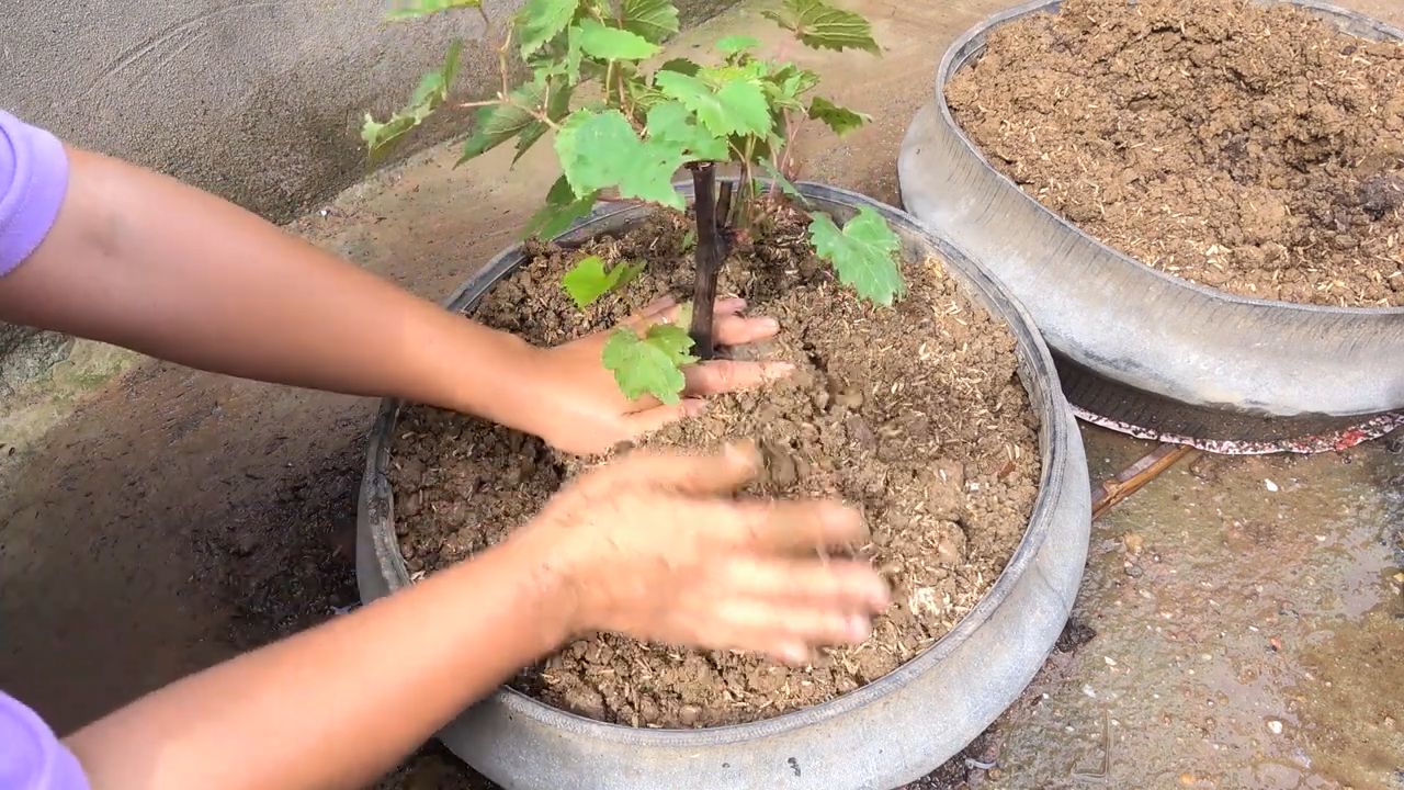 Reifen Pflanzgefäß für Weinreben