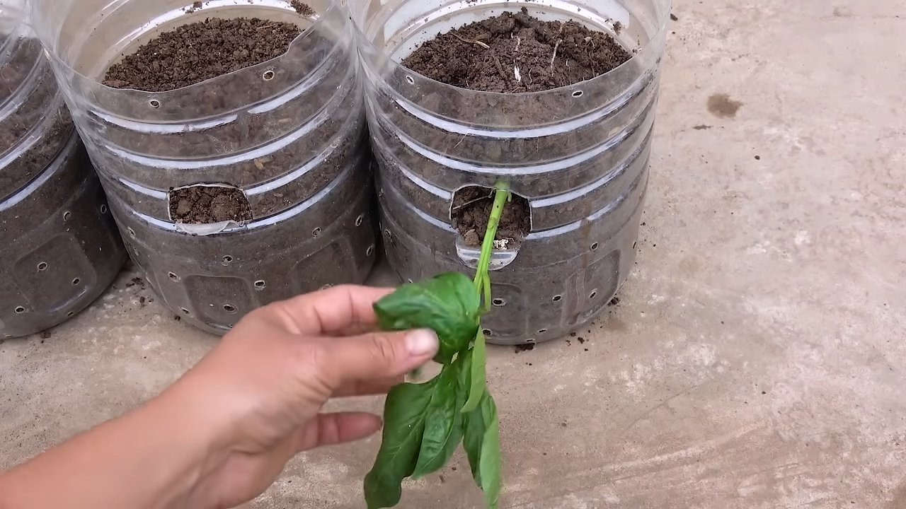 Paprika anbauen im Flaschengarten