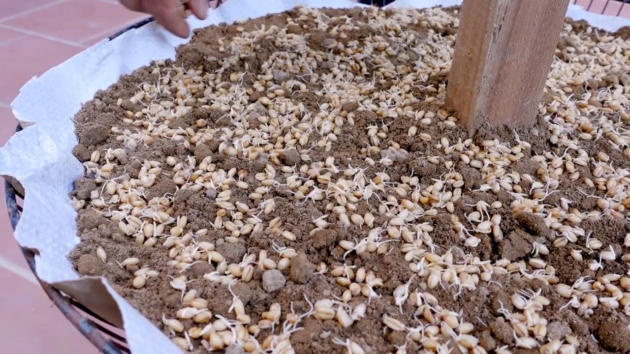 Weizengras Routine für Saft