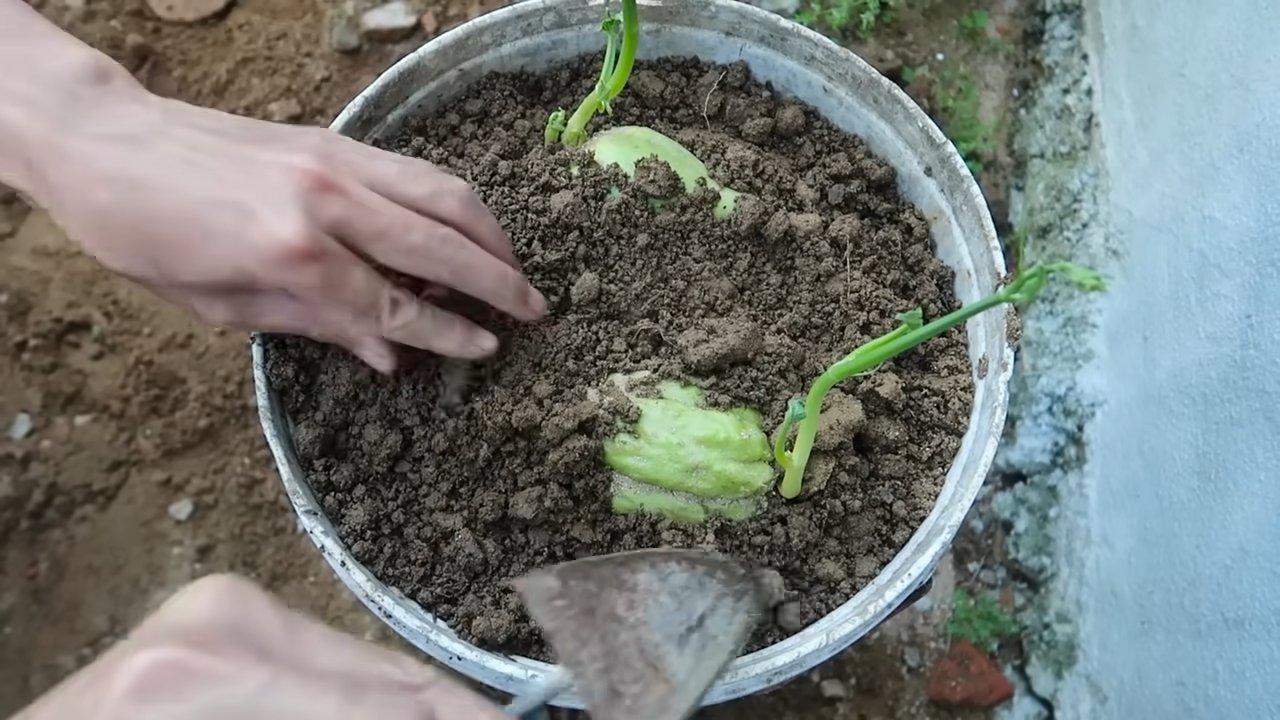 Chayote Anbau Tipps