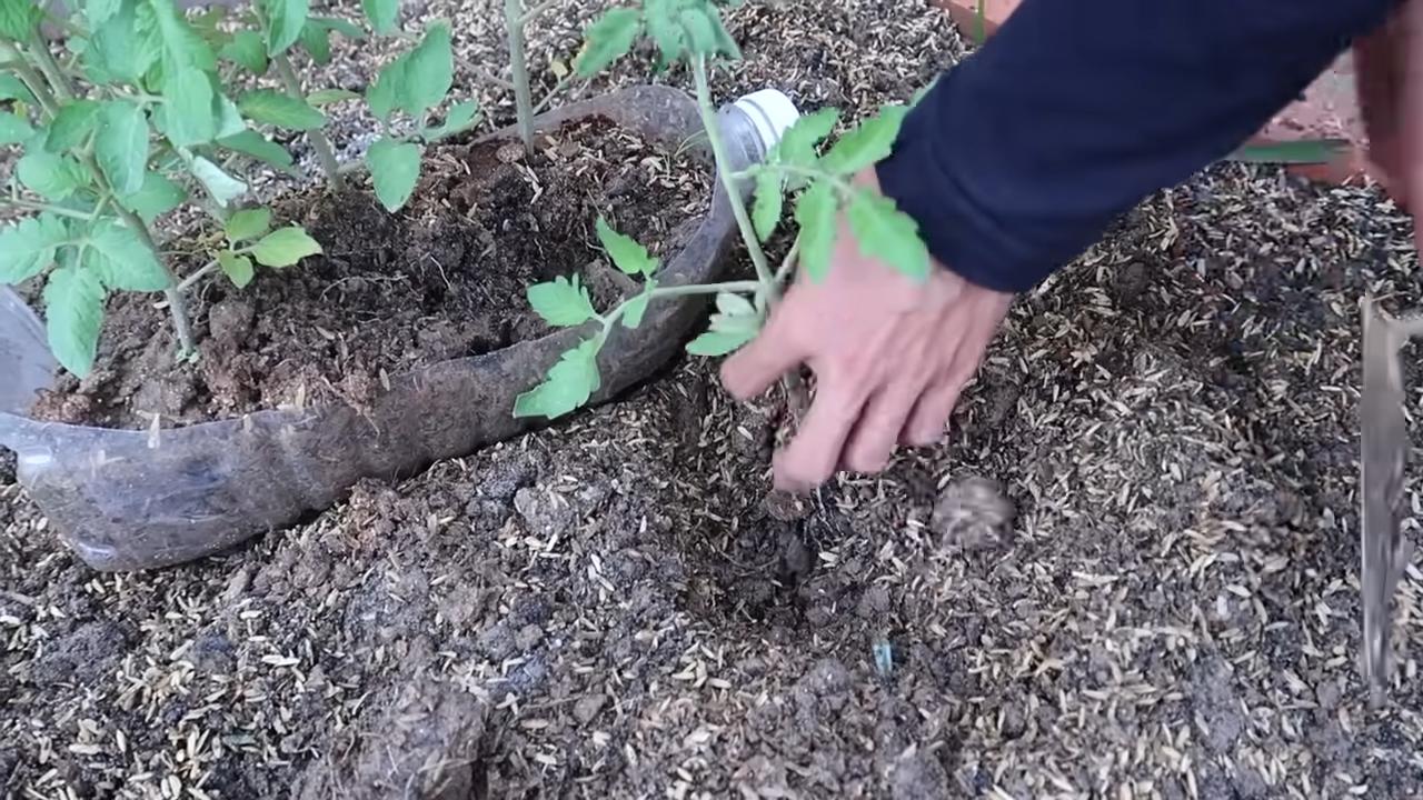 Tomaten anbauen ohne Garten