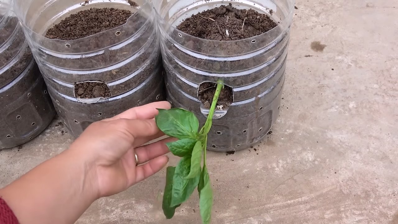 Paprika in Flaschen anbauen