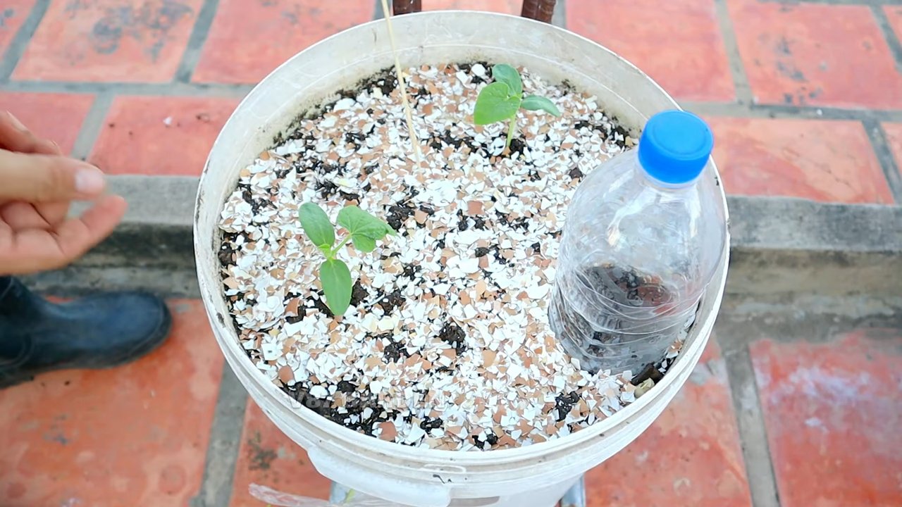 Wassermelone anbauen Eimer Trick