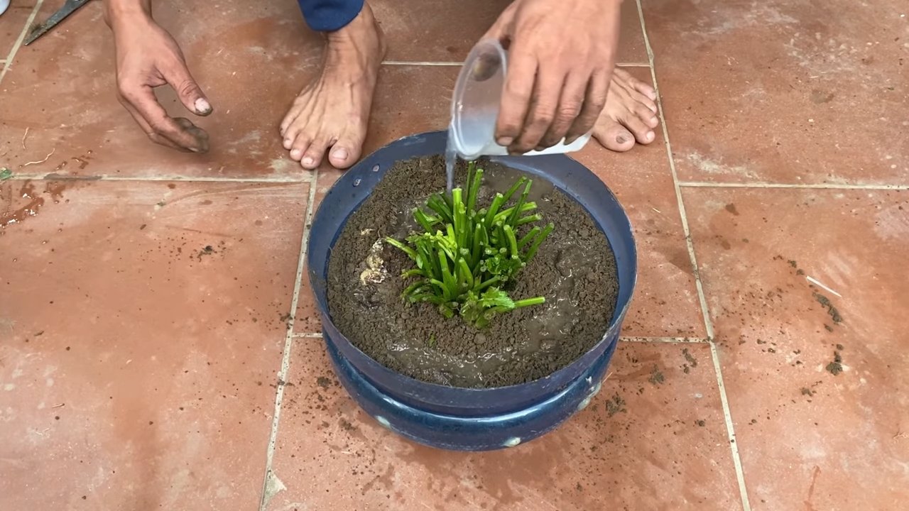 Sellerie anbauen im eigenen Garten