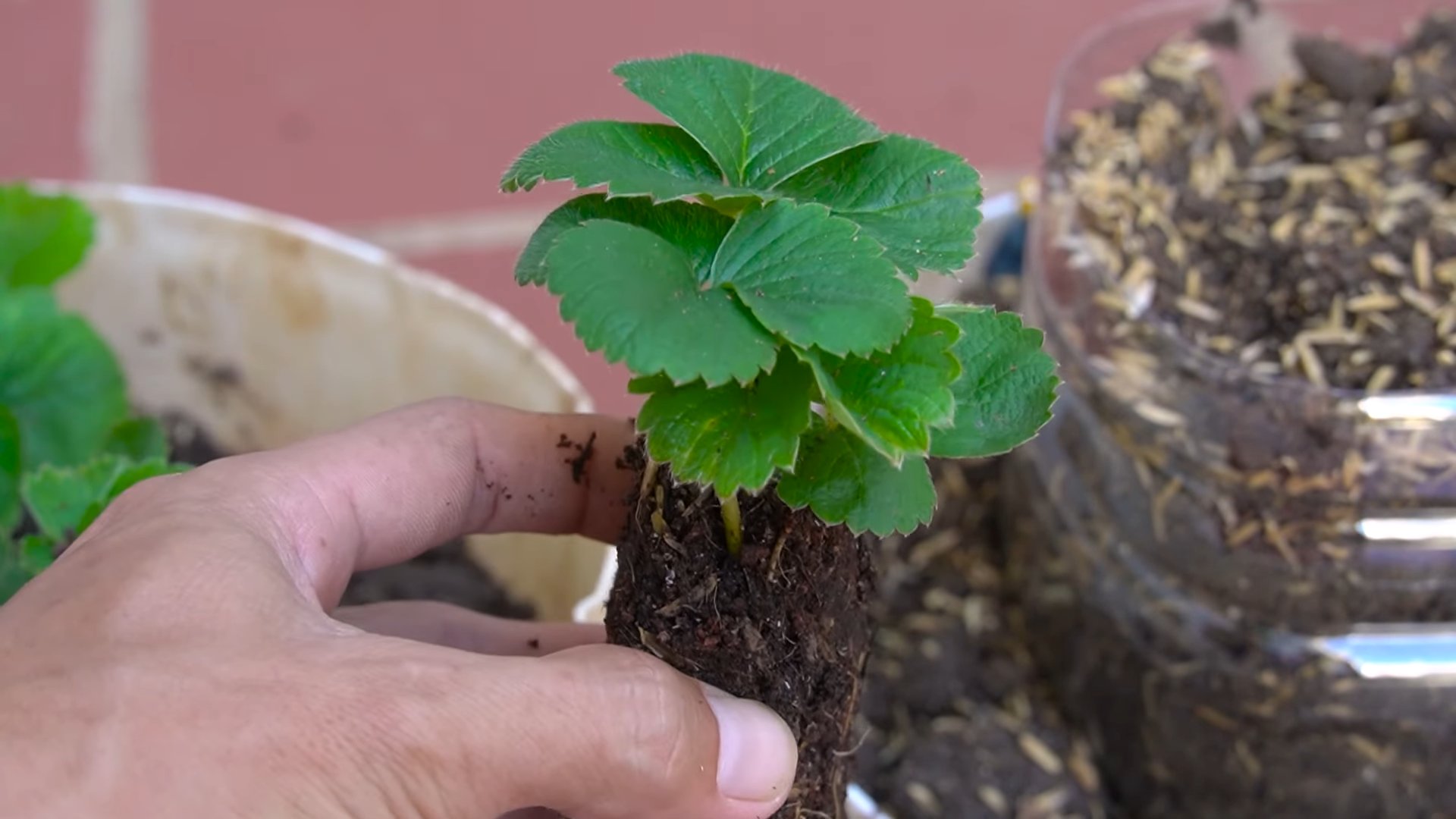 Erdbeeren anbauen für Anfänger