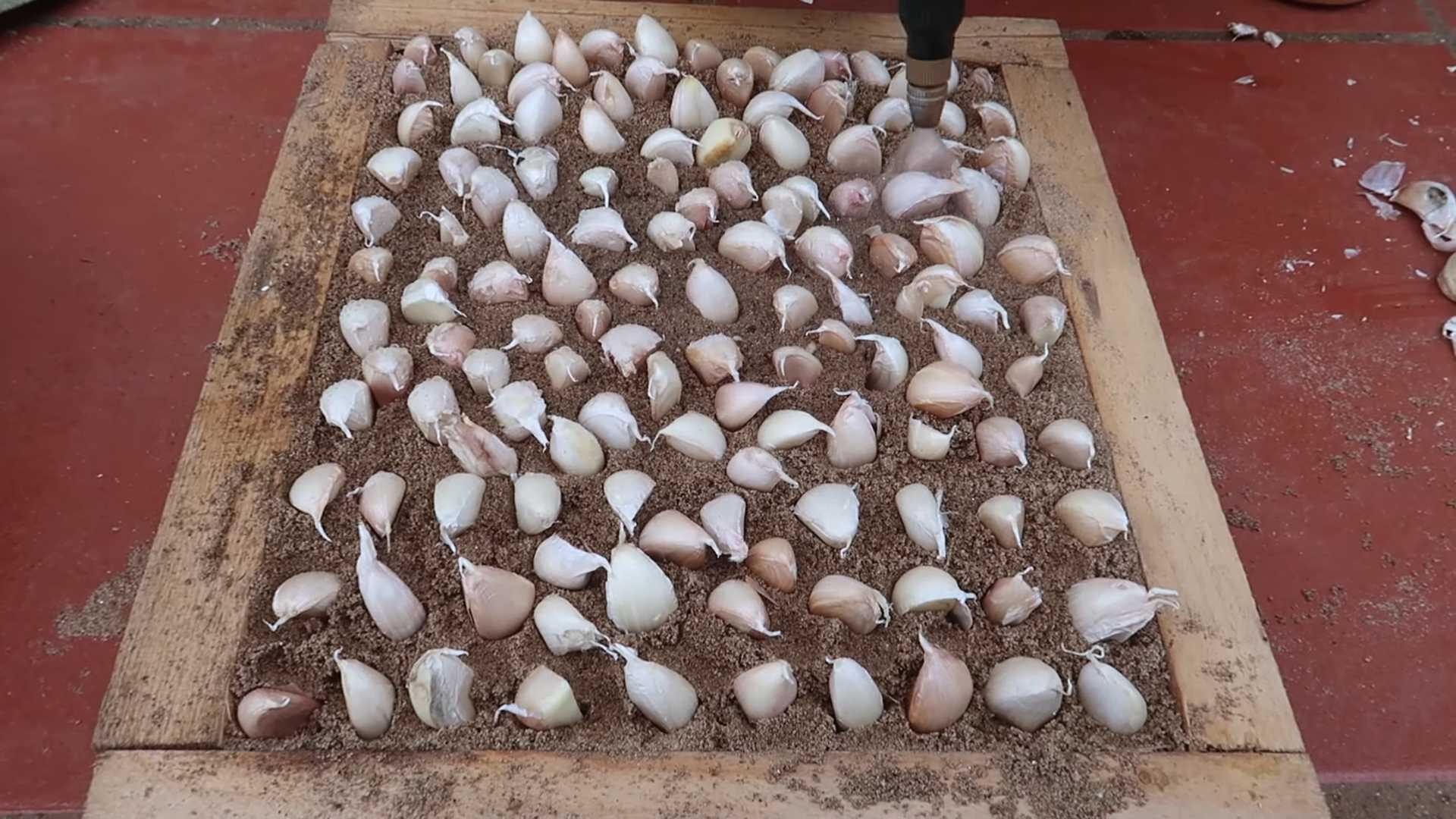 Knoblauch Anbau mit Plastiktüten