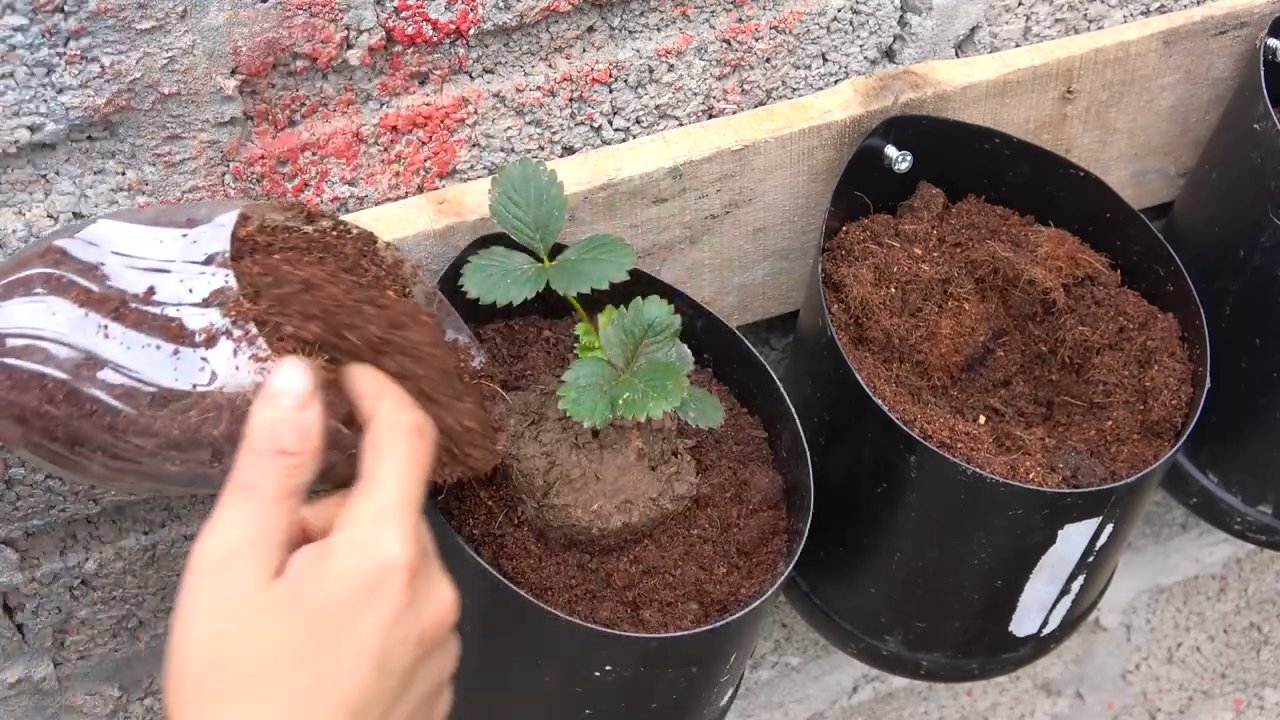 Erdbeeren selbst anbauen