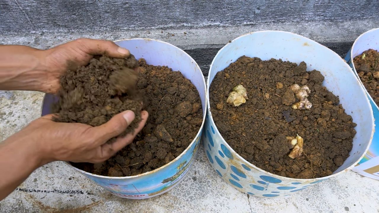 Ingwer Anbau Plastiktopf