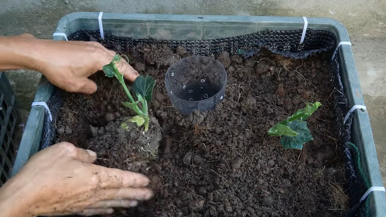 Chayote Anbau im Garten