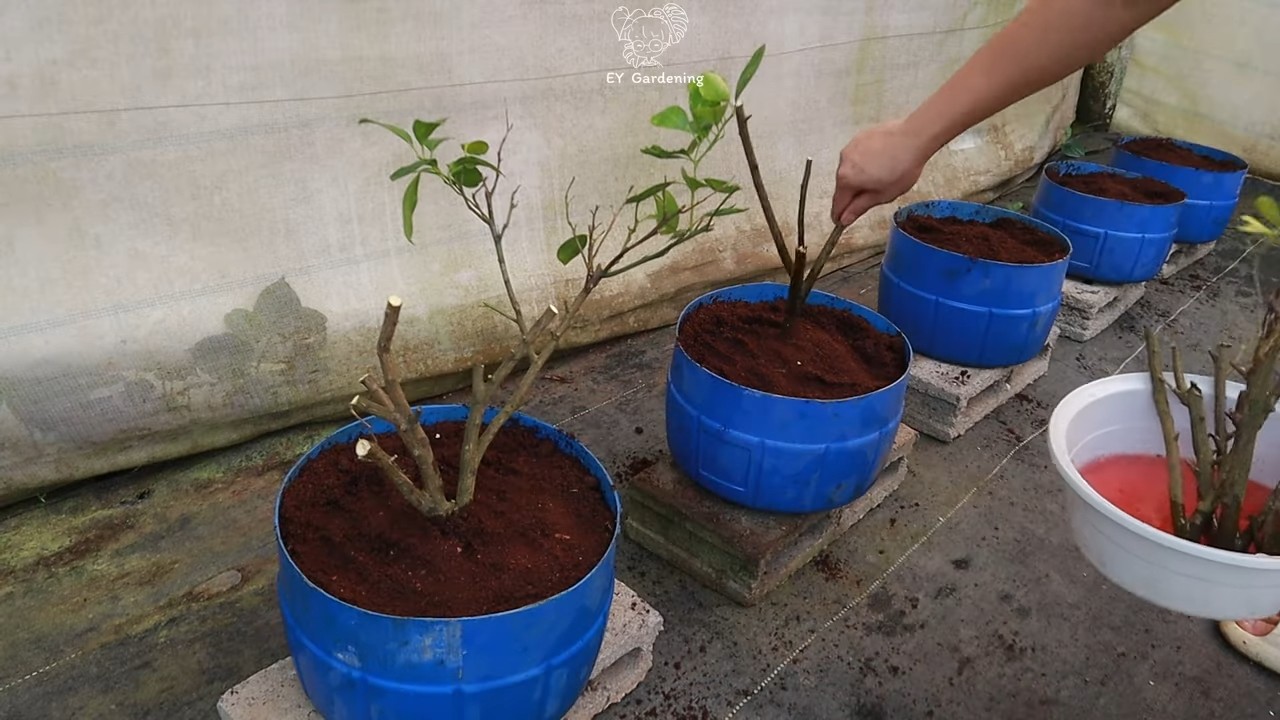 Kumquats vermehren durch Stecklinge