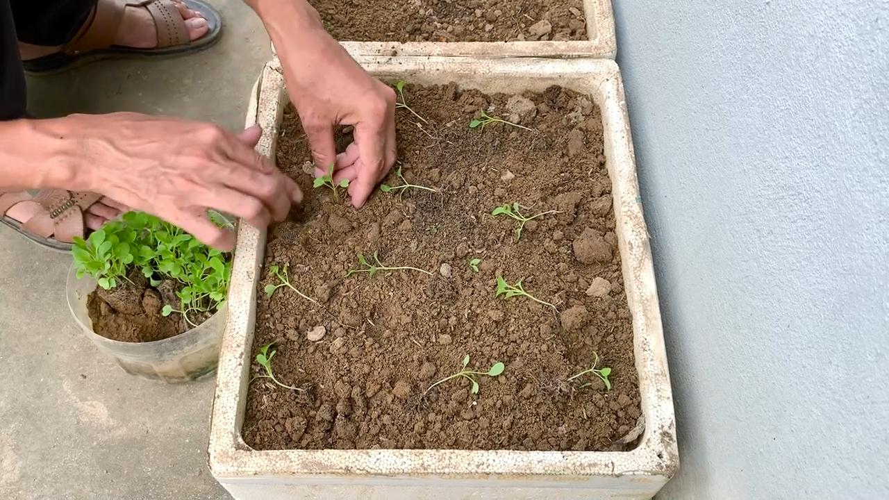 Lila Pak Choi Anbau