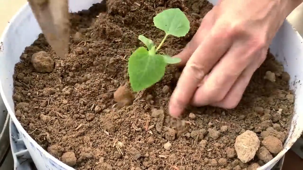 Melonenanbau im eigenen Garten