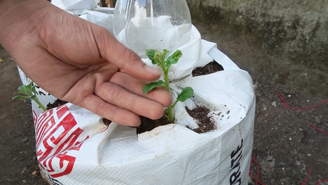 Kartoffeln im Sack anbauen