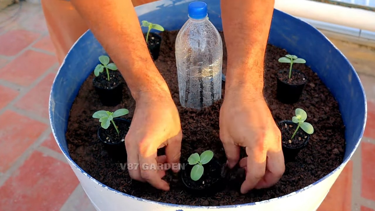Wassermelone veredeln einfach gemacht