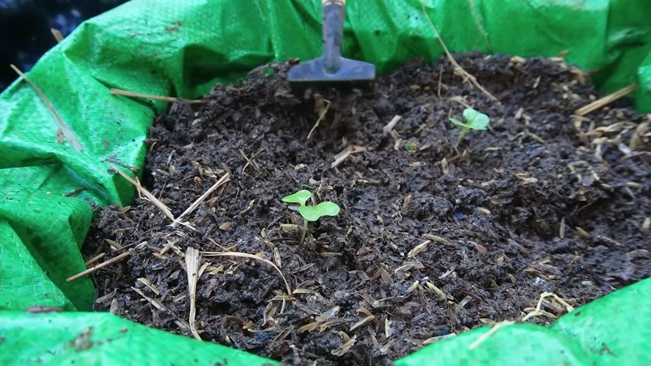 Kohlrabi Garten selber bauen