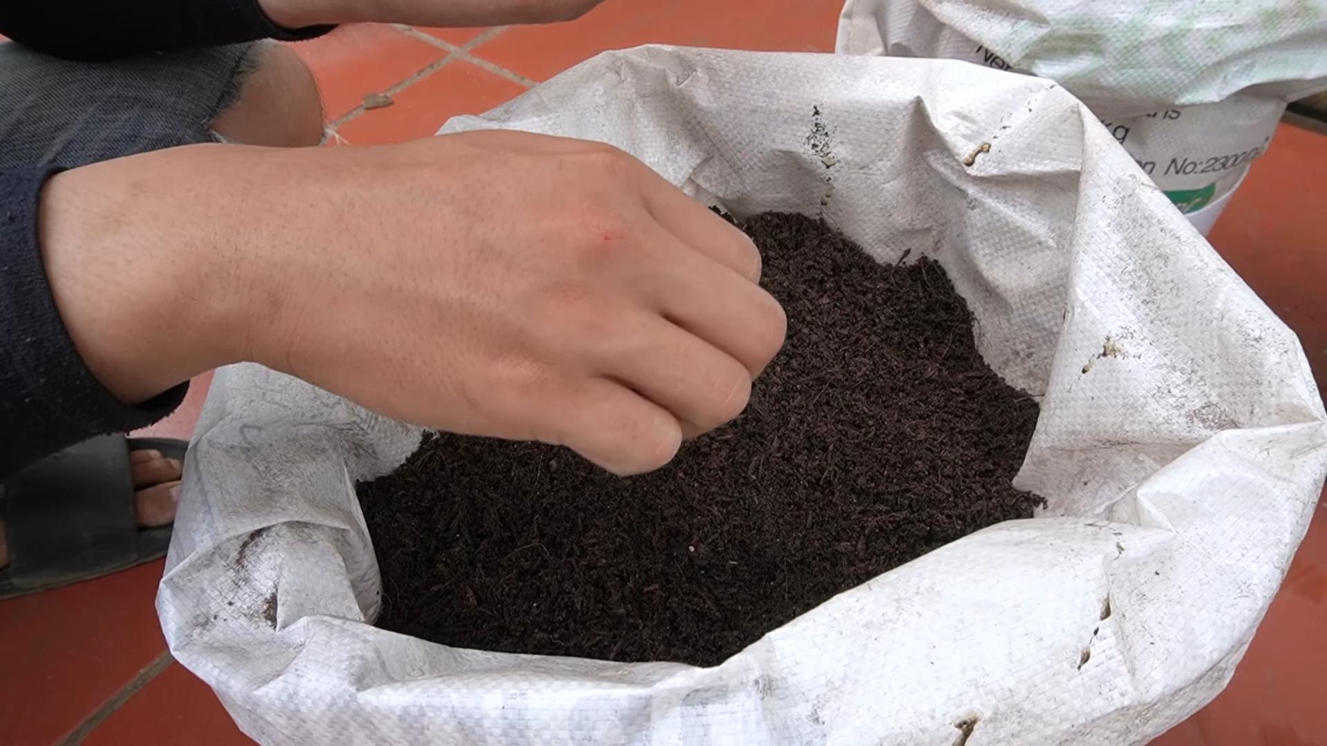 Kohl anbauen ohne Garten