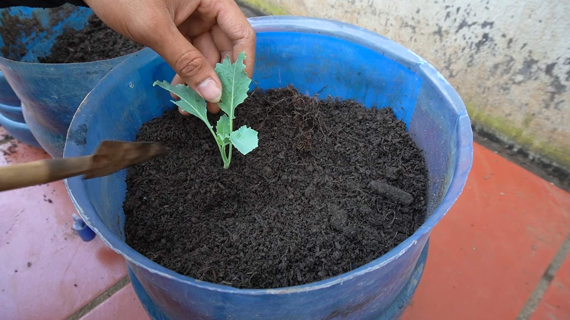 Kohlrabi Anbau zu Hause