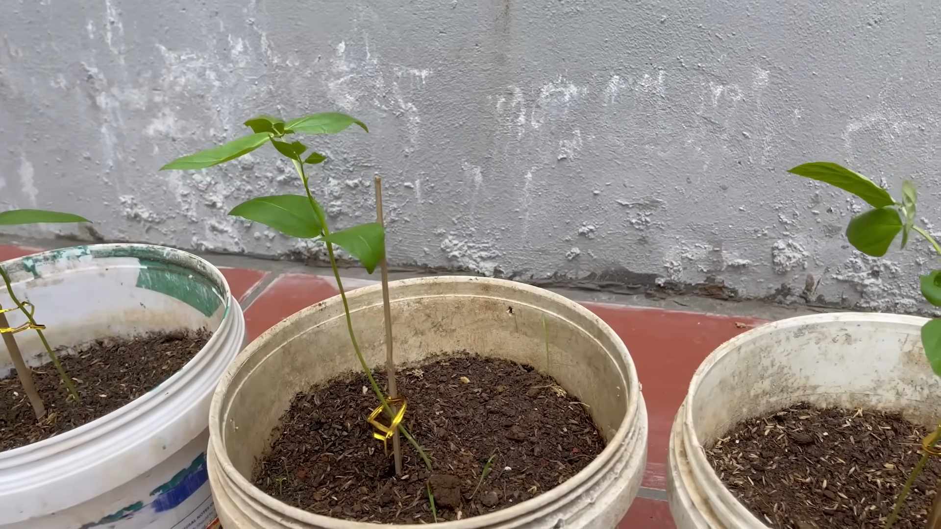 Stangenbohnen schnell anbauen