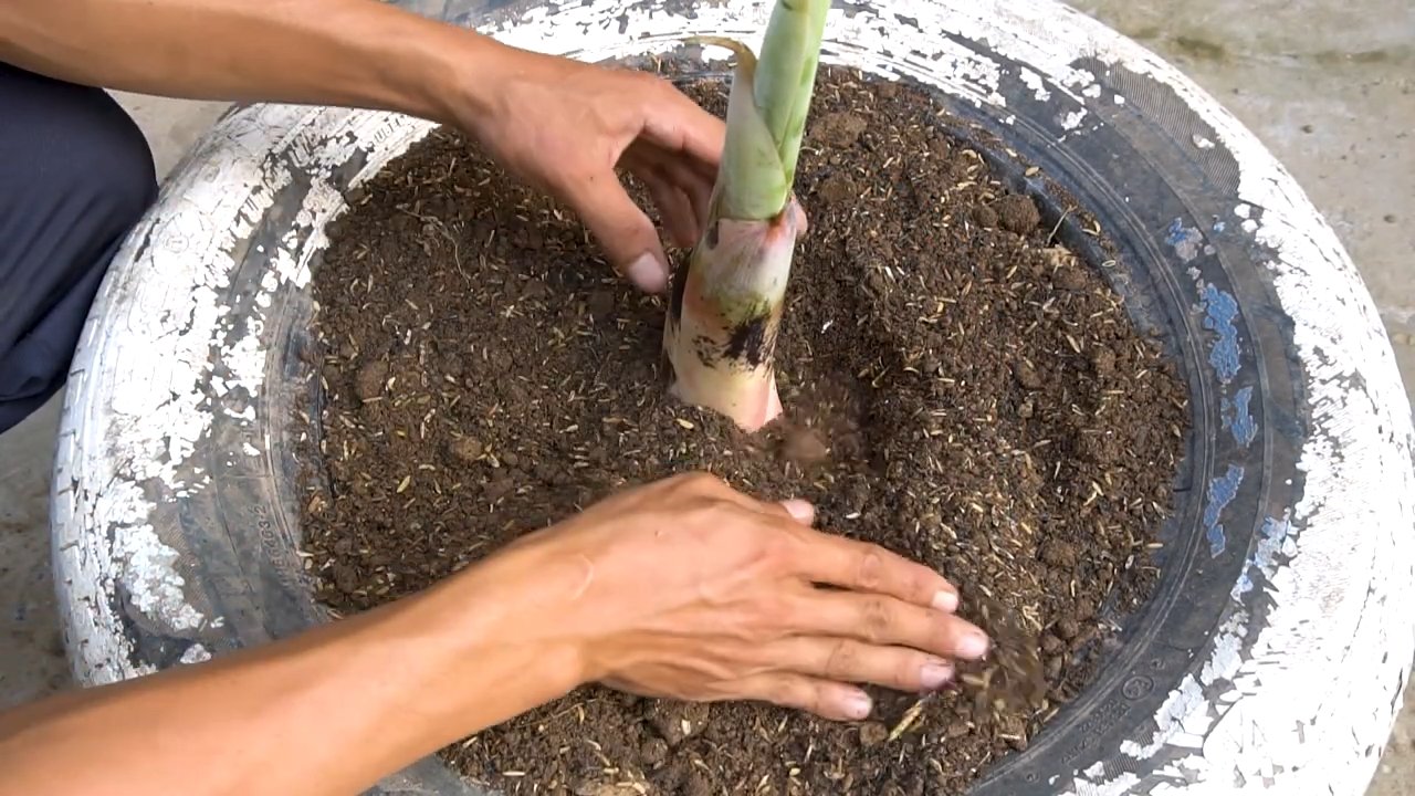 Bananen Anbau Einfach Gemacht