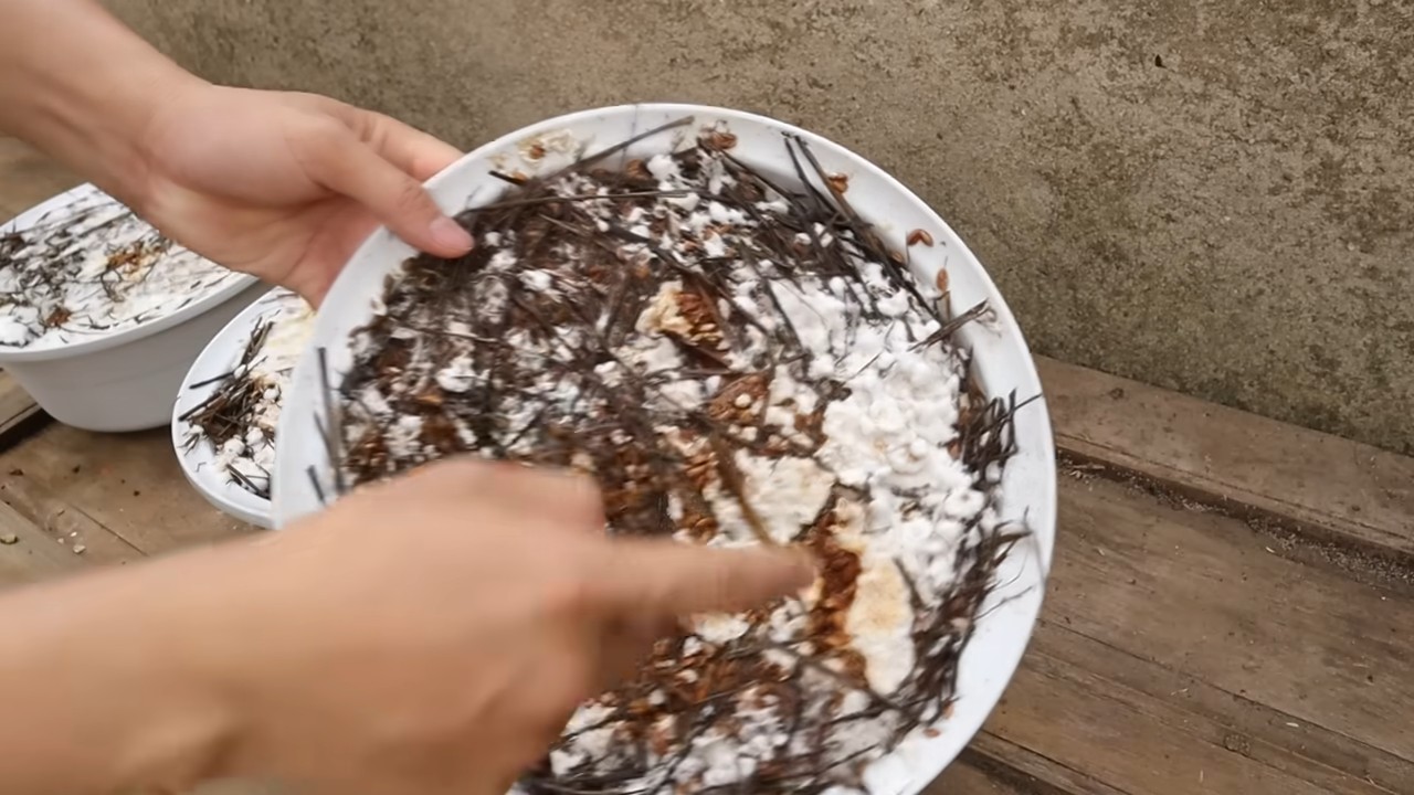 Pilzzucht zu Hause Schüssel