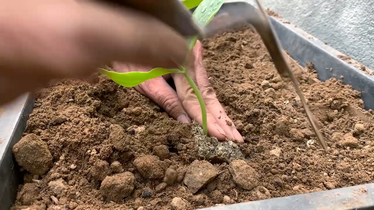 Luffa Anbau Kleine Räume