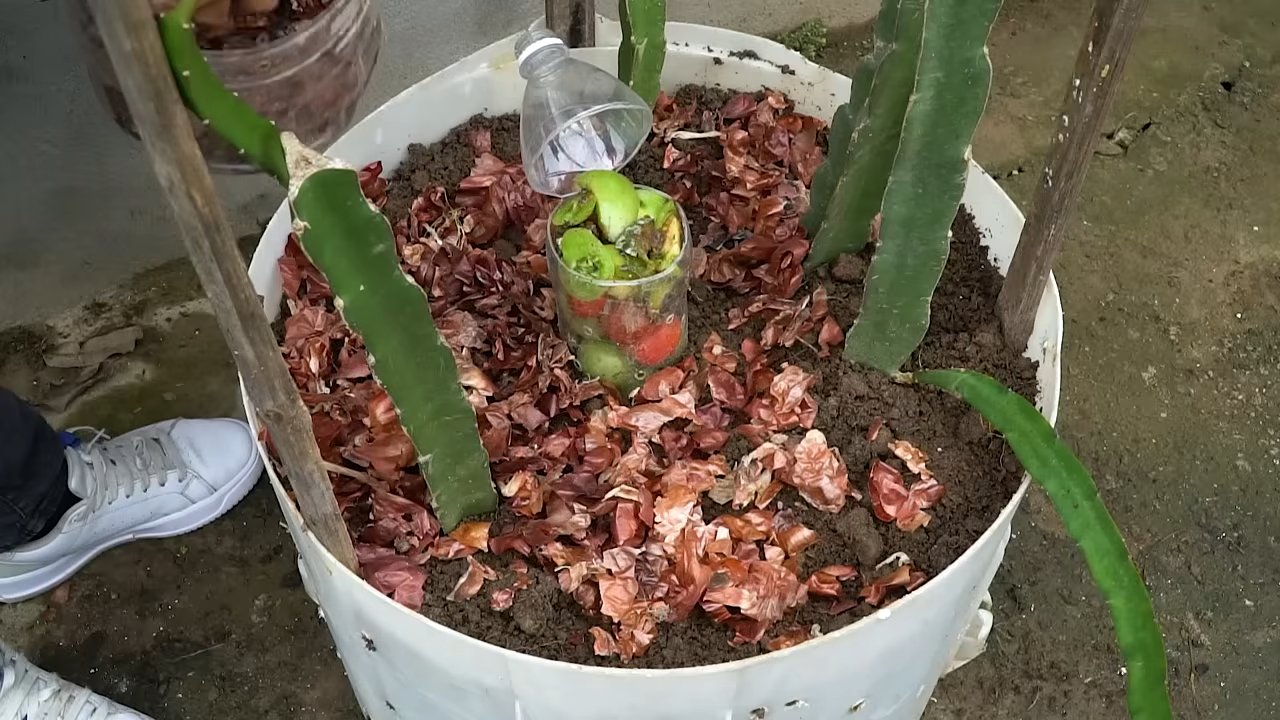 Drachenfrucht anbauen zu Hause