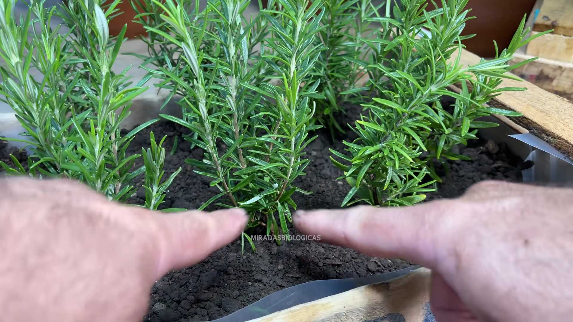 Rosmarin Vermehren DIY