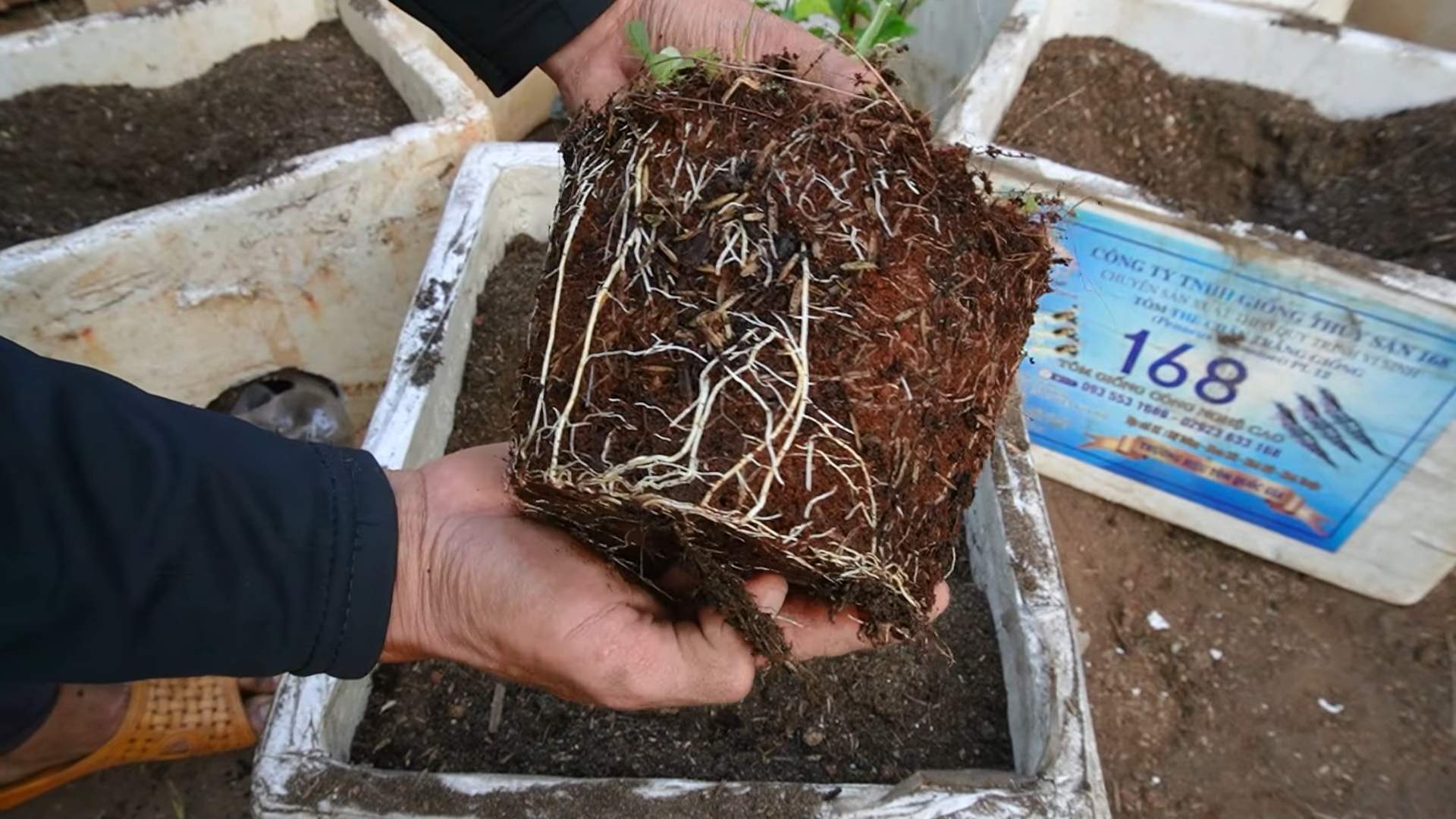 Passionsfrucht zu Hause anbauen