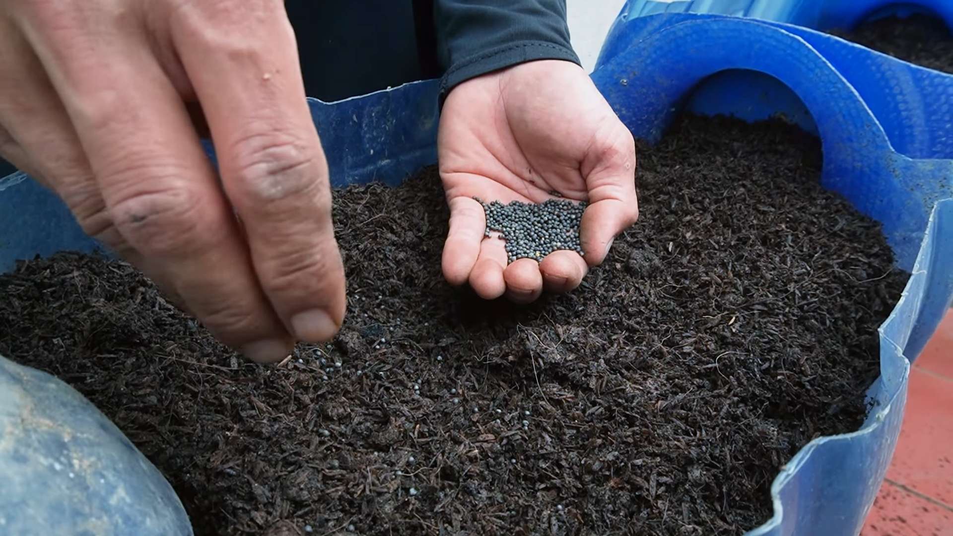 Kohl Indoor Anbauen