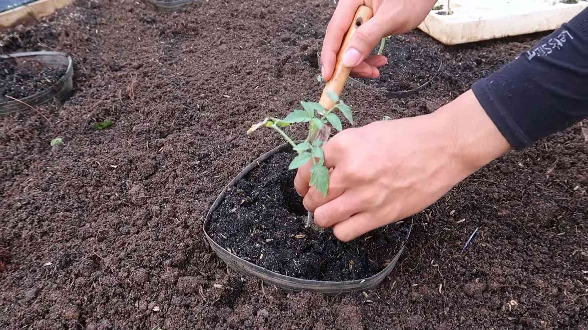 Tomaten zum Blühen bringen