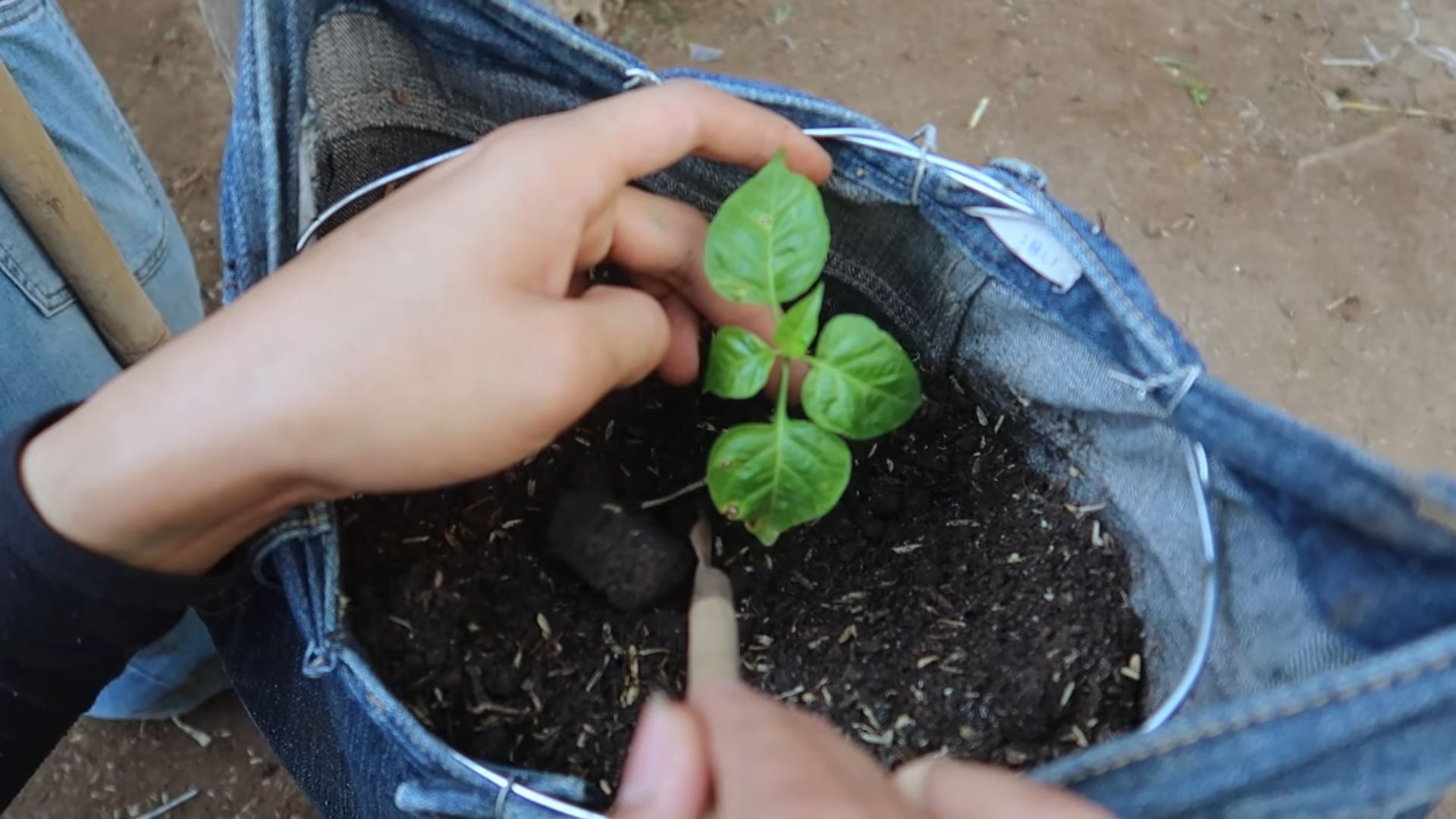 Recycelte Jeans für Paprika