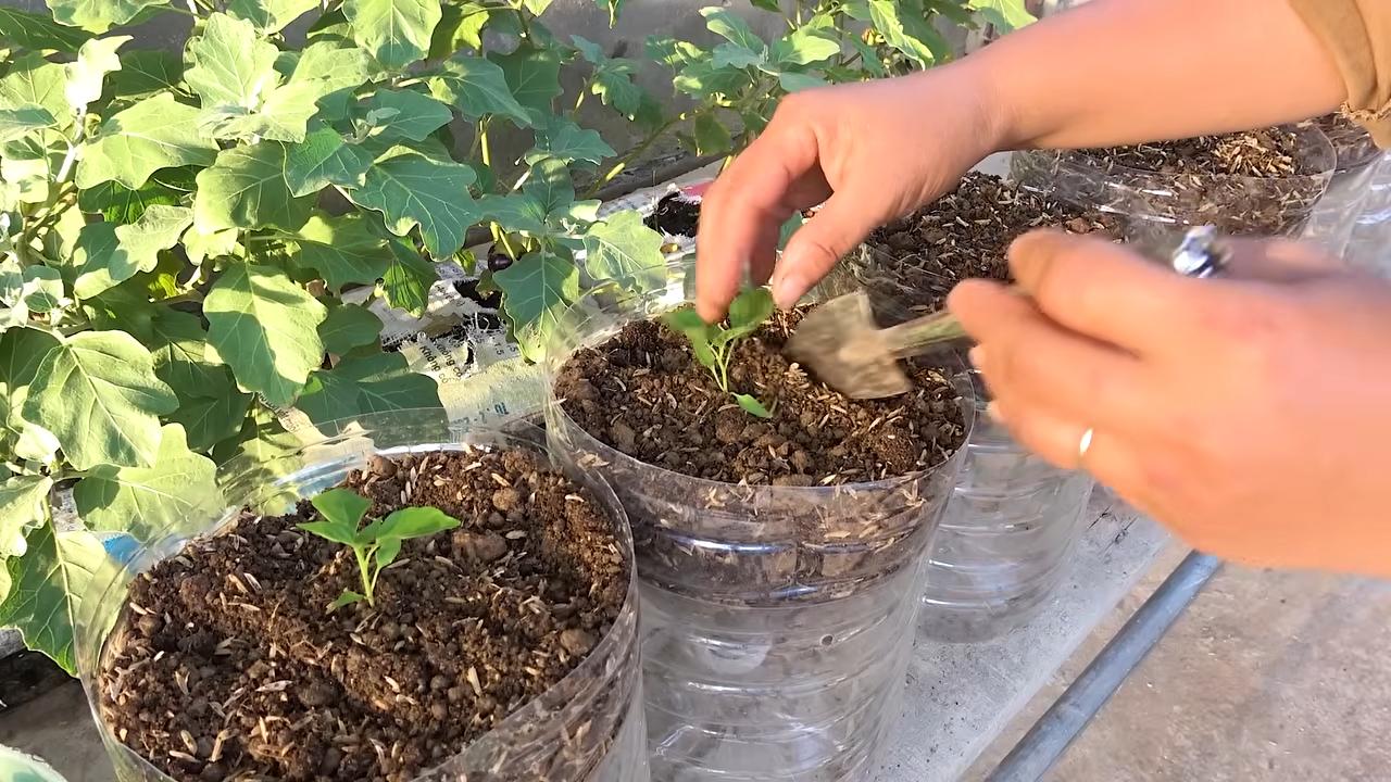 Chili Garten Recycling Flaschen
