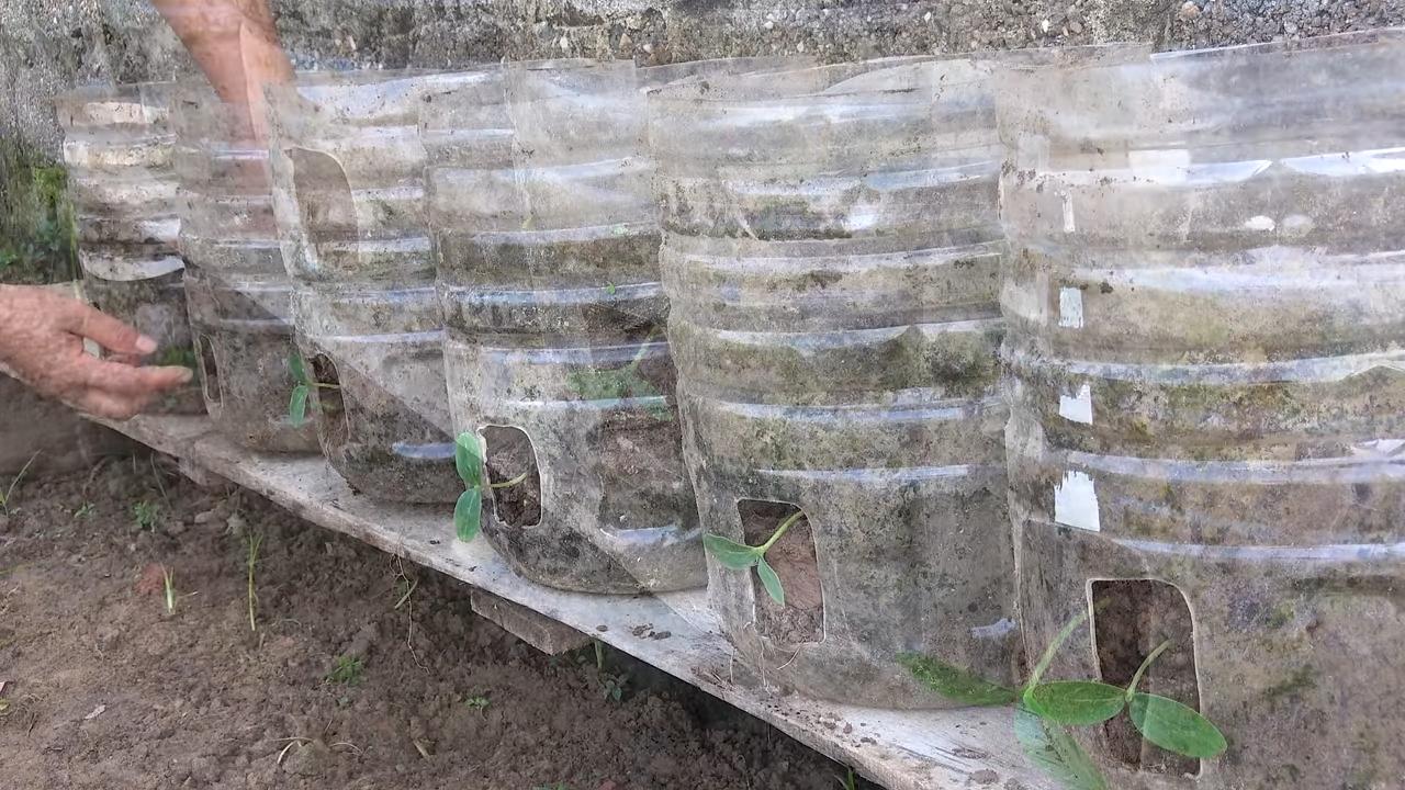Gurken Ernte in 2 Monaten