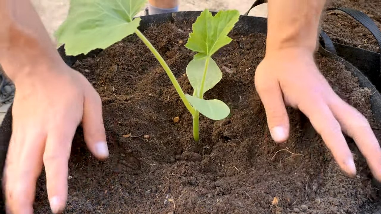 Zucchini Anbau Zuhause