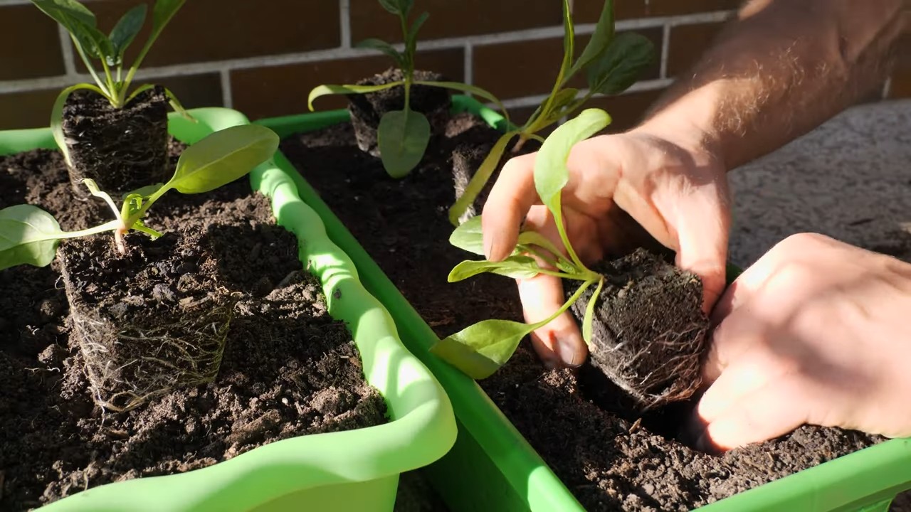 Spinat anbauen im Topf