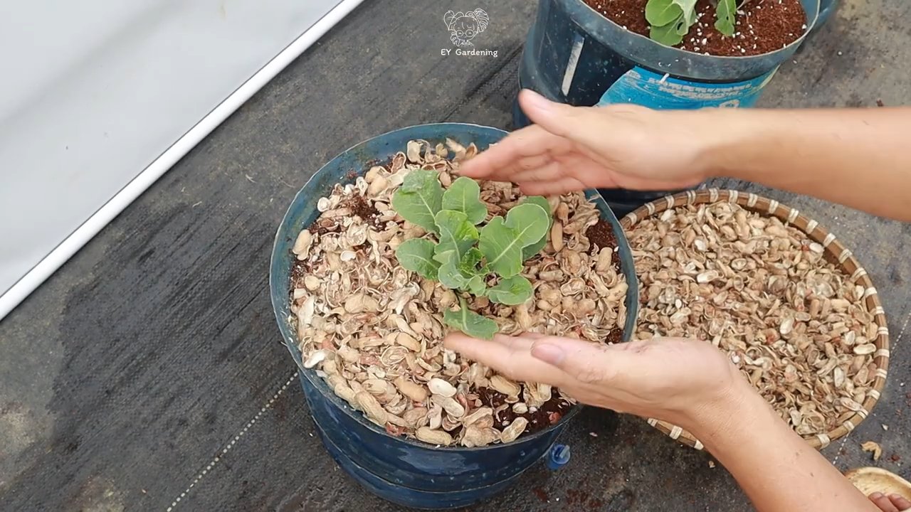Blumenkohl Anbau Einfach Gemacht