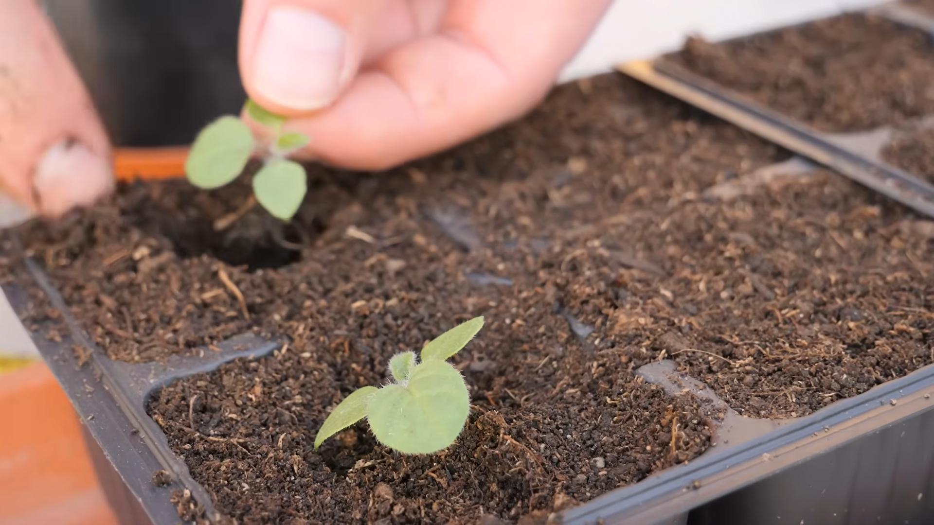 Kapstachelbeeren Indoor Anbauen