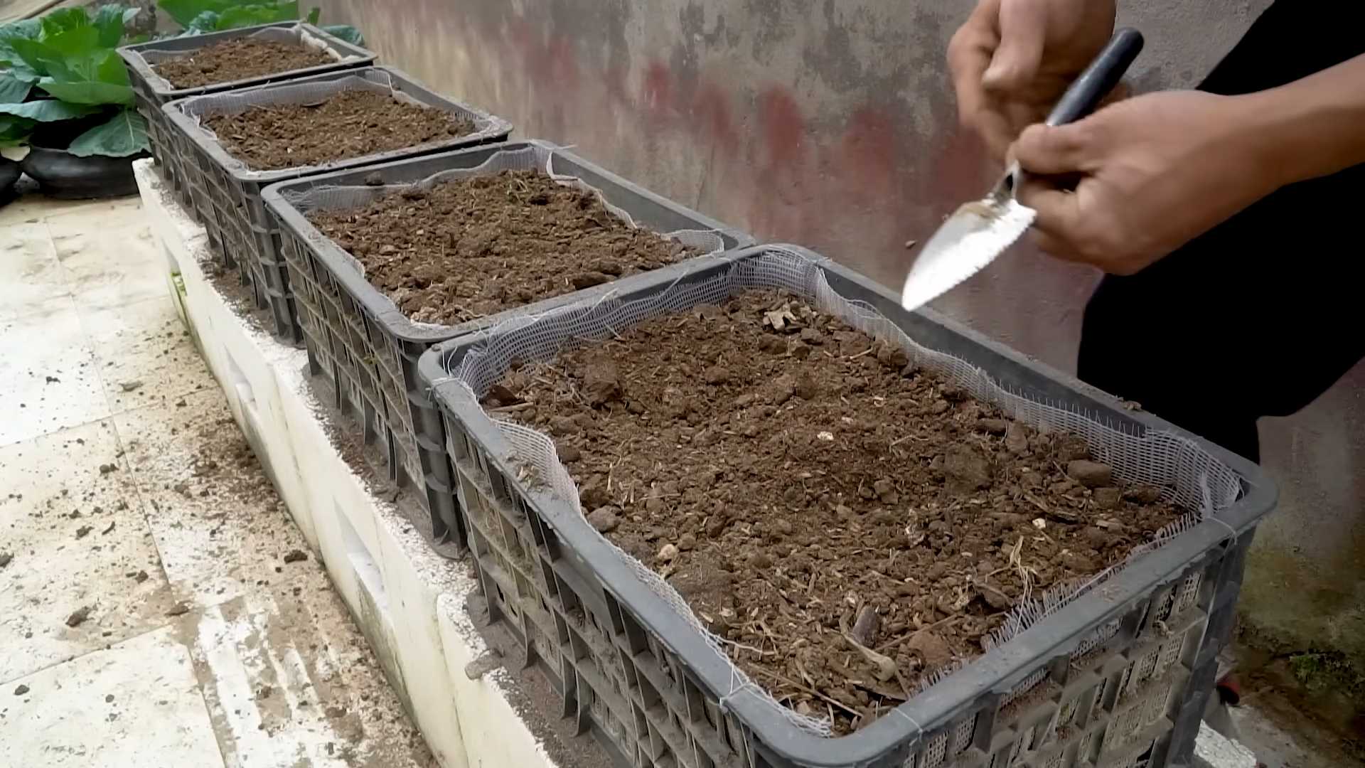 Zucchini Anbautipps Hoher Ertrag