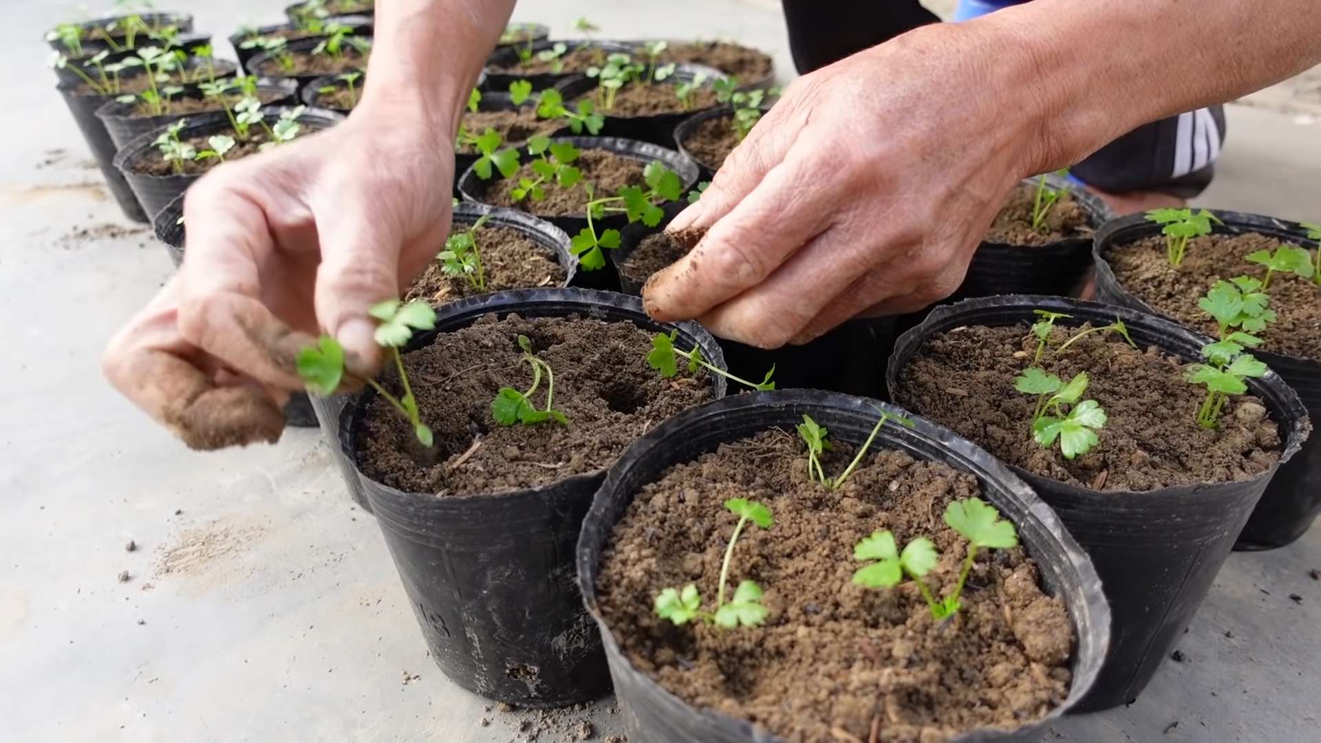 Sellerie im Garten anbauen