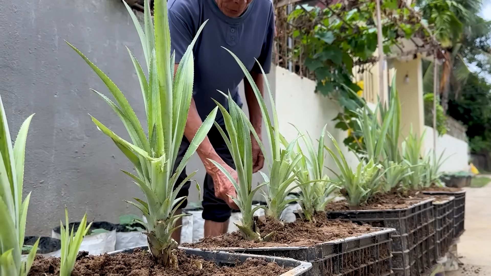 Ananas anbauen: Einfache Anleitung