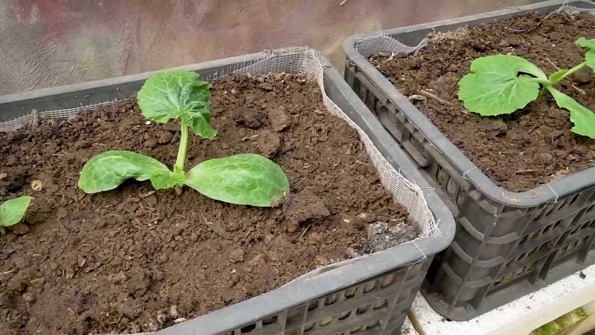 Zucchini Ernte steigern