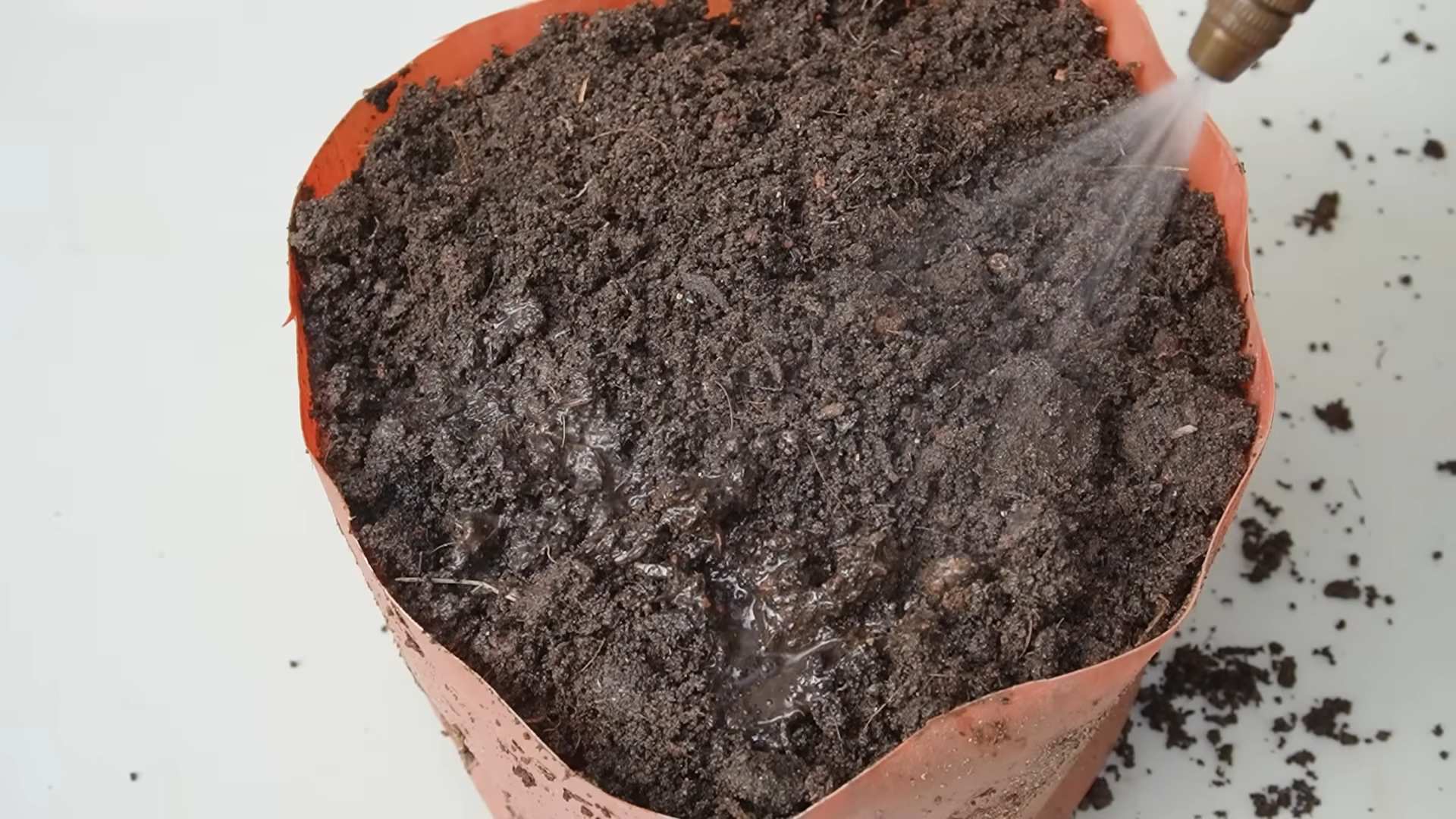 Tomatenanbau Tipps für Familien