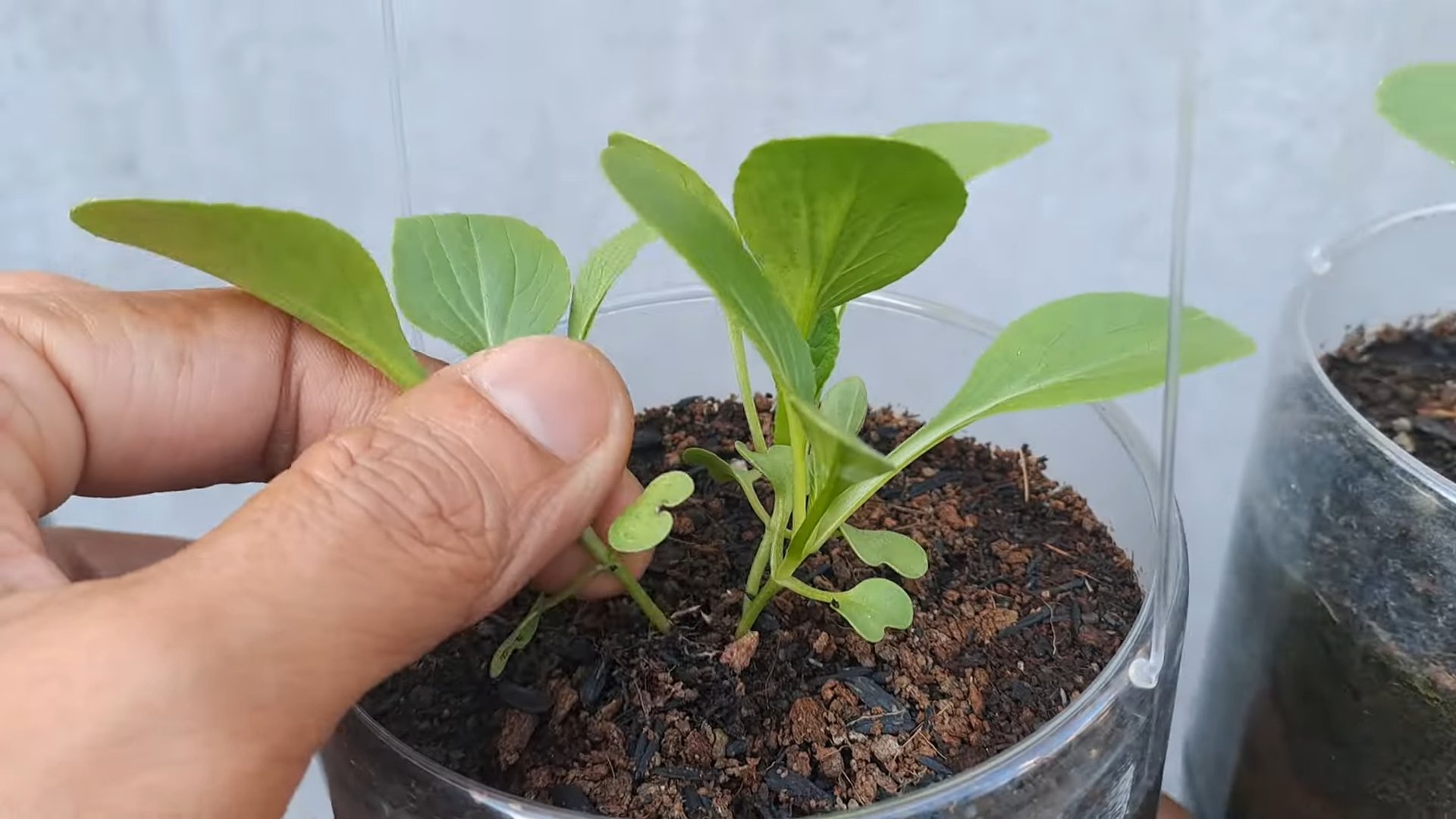 Bok Choy Anbau Indoor