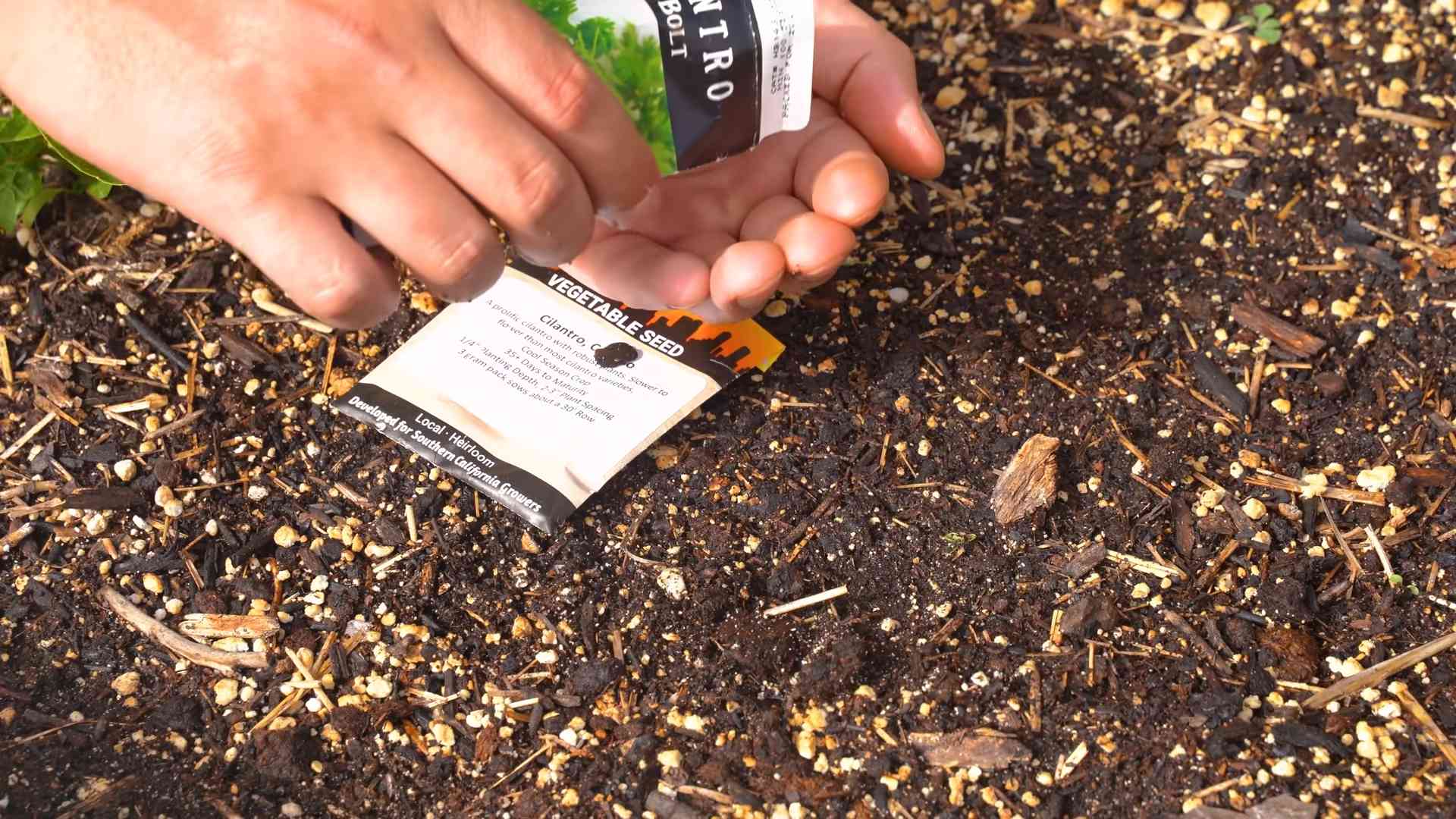 Koriander Blüte verhindern