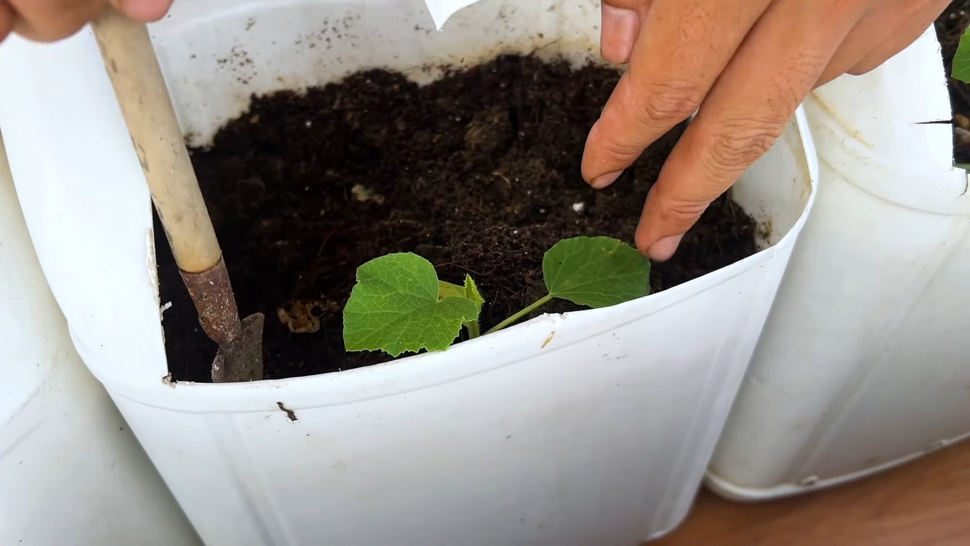 Melonen anbauen einfachste Methode