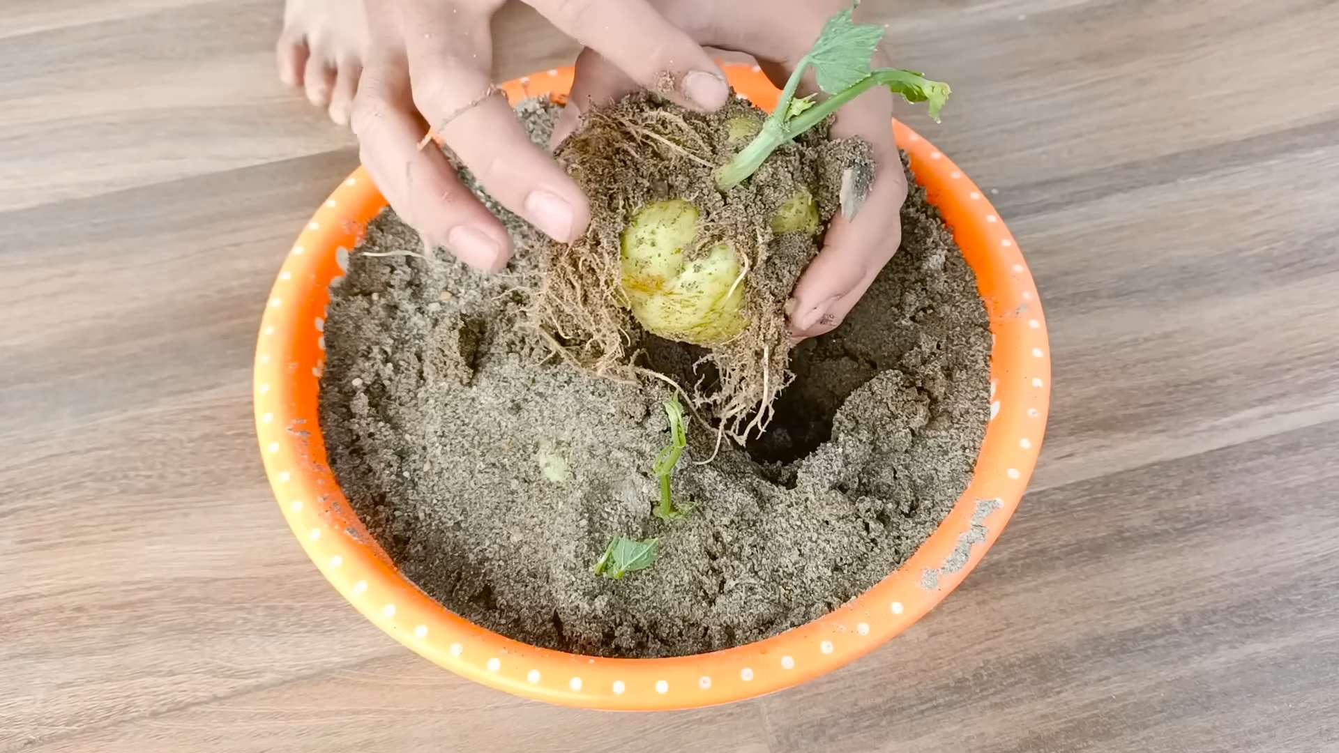 Chayote Anbau auf der Terrasse