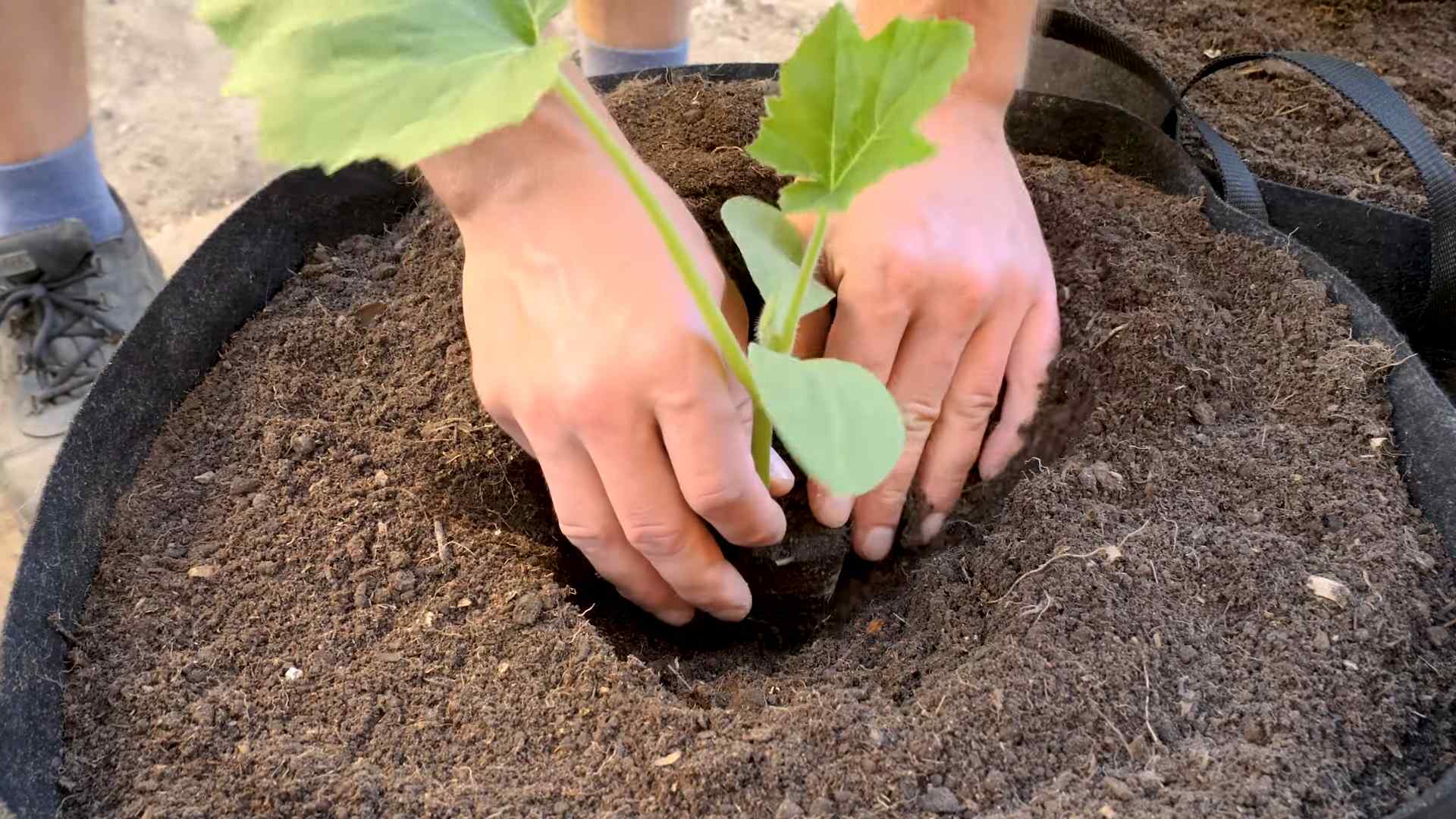 Sommerkürbis im Topf anbauen